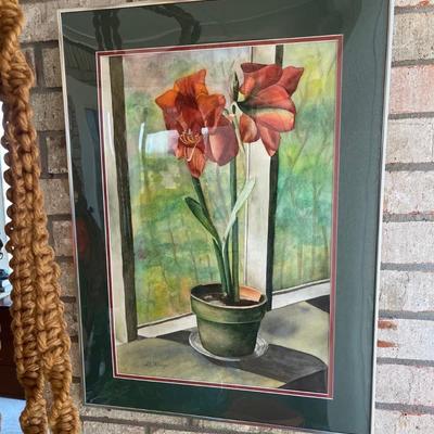 Amaryllis