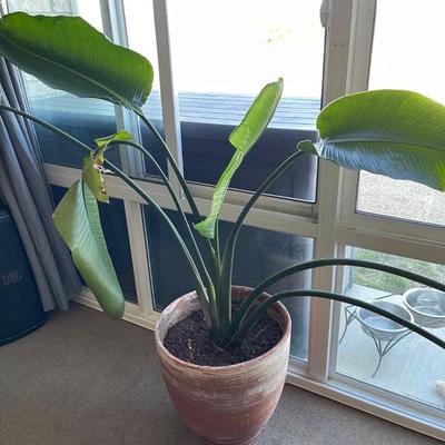 Potted Bird of Paradise