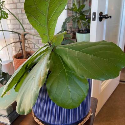 Potted Fiddle Fig