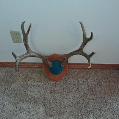MULE DEER ANTLER MOUNT