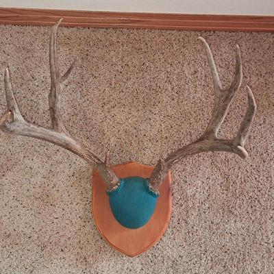 MULE DEER ANTLER MOUNT