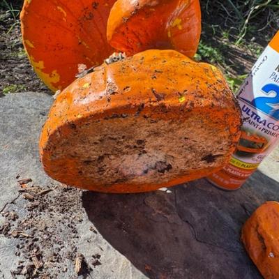 ORANGE OUTDOOR DECOR