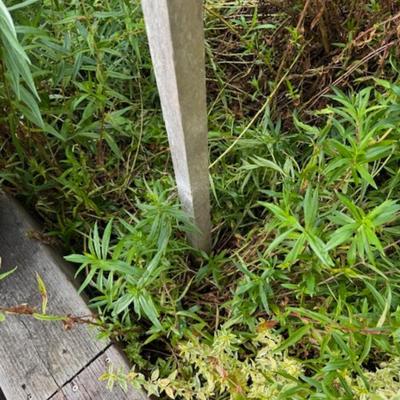 WOODEN SUNFLOWER BIRD FEEDER
