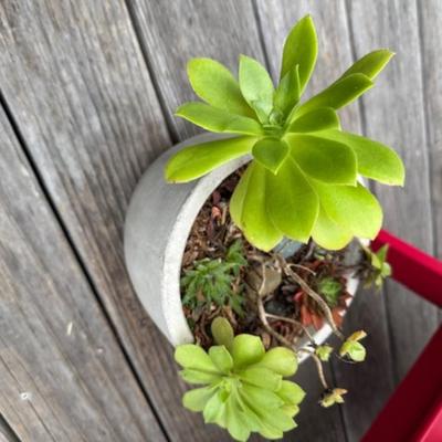 OUTDOOR SMALL PLANT AND WIND CHIME