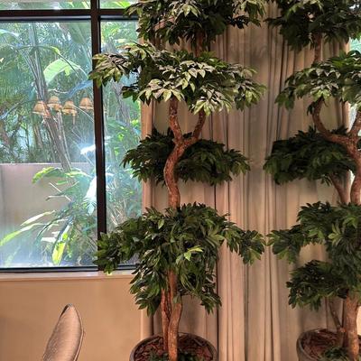 2 Large silk Trees in a pot