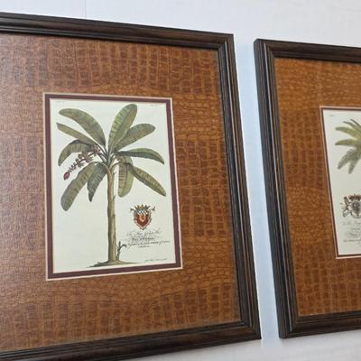Antique-Style Palm Tree Botanical Prints Framed Pair Royal Barbados Engravings