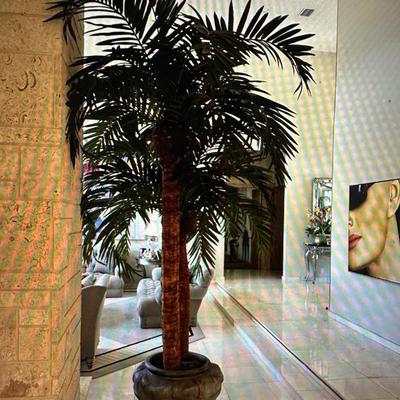 Large Palm Tree
