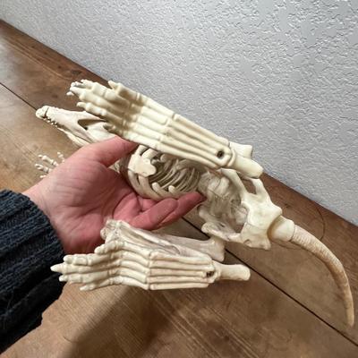 Lot 207 Rat skeleton