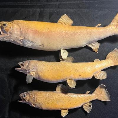 Sale Photo Thumbnail #24: Taxidermy Trout