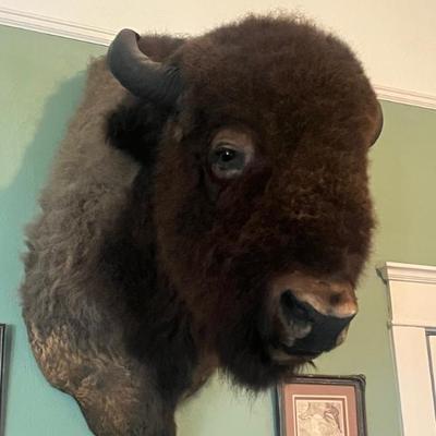 Sale Photo Thumbnail #51: Huge Early American Bison Taxidermy Mount