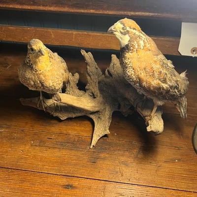 Sale Photo Thumbnail #78: Quail Taxidermy 