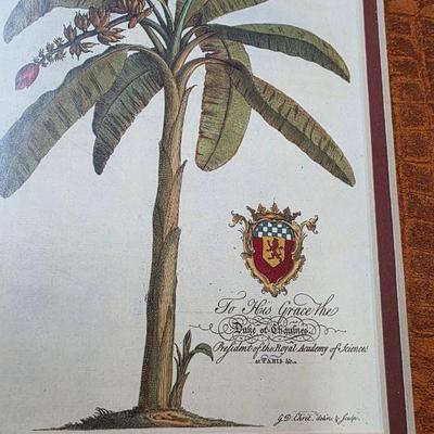 Antique-Style Palm Tree Botanical Prints Framed Pair Royal Barbados Engravings
