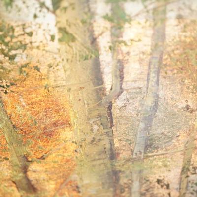 Sale Photo Thumbnail #273: oil on canvas of a woodland scene. 
Signed Henze which could be Ingfried Henze 1925-2013
  few alias names in his career.  The signature does read W. Henze but the works match online search of Ingfried Henze
This painting most likely of a Bavarian forest 