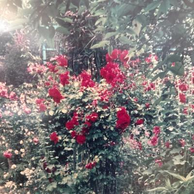 Sale Photo Thumbnail #627: There is a crack in the glass. 25.5 x 36