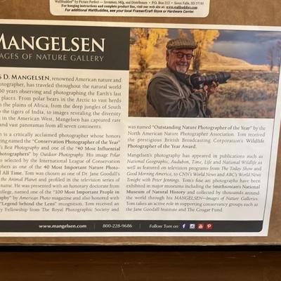 "Blueberries and Grizzly Bears" – Thomas D. Mangelsen Signed Limited Edition 61/1200, Framed