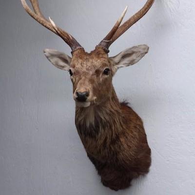 Cous deer shoulder mount #602