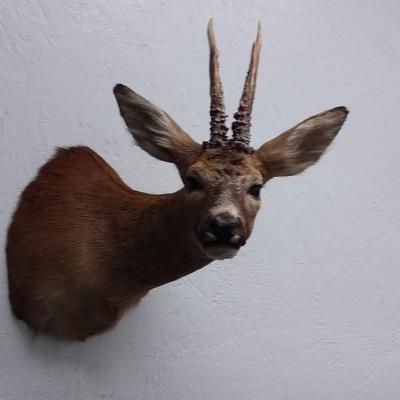 Roe Deer shoulder mount #618