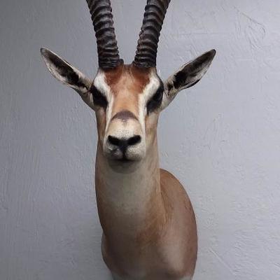 Grants Gazelle shoulder mount #122