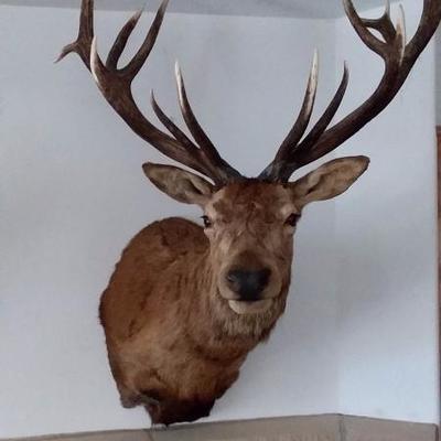 Rocky Mountain Elk - great condition #614