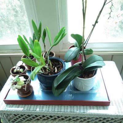 Tray with Exotic Plants