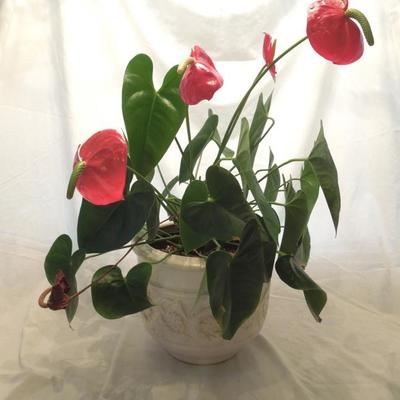 White Ceramic Planter with Live Anthurium Plant