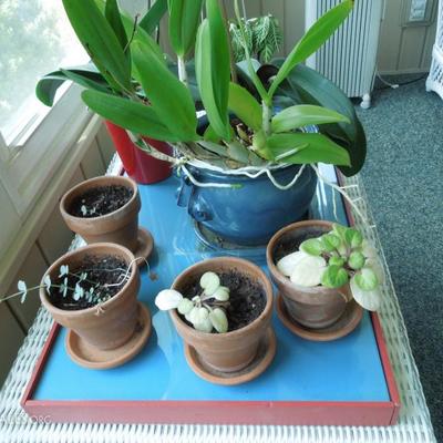 Tray with Exotic Plants