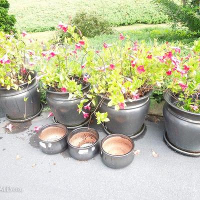 Lot of 7 Gunmetal Planters and 4 Hibiscus Plants