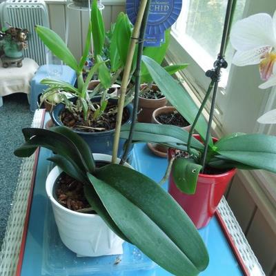 Tray with Exotic Plants
