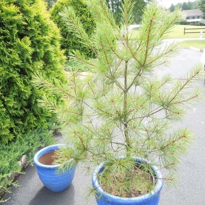 3 Pottery Planters and Pine Tree