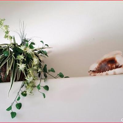 Large Conch Shell & Decorative Floral Plant
