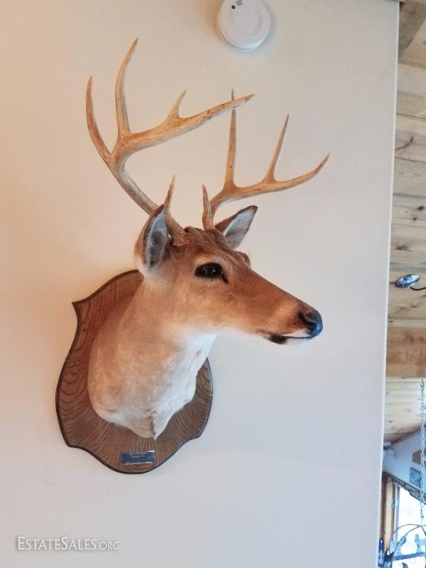 LotD8 Real White Tail Deer Head Stuffed Taxidermy Hunting Mule Rack
