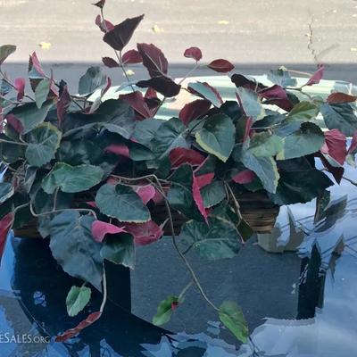 Silk plant with red leaf 