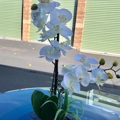 Orchid silk house plant 