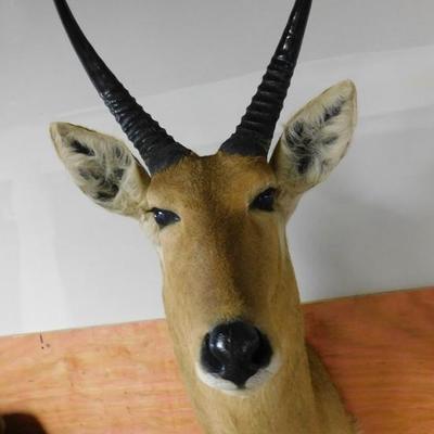 South African Southern  Reed Buck Taxidermy 