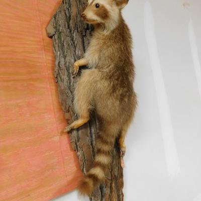 Red Haired Raccoon Taxidermy