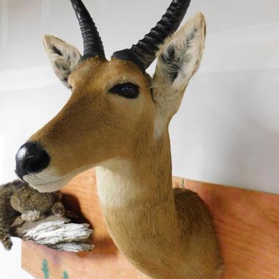 South African Southern  Reed Buck Taxidermy 