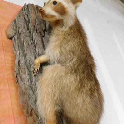 Red Haired Raccoon Taxidermy