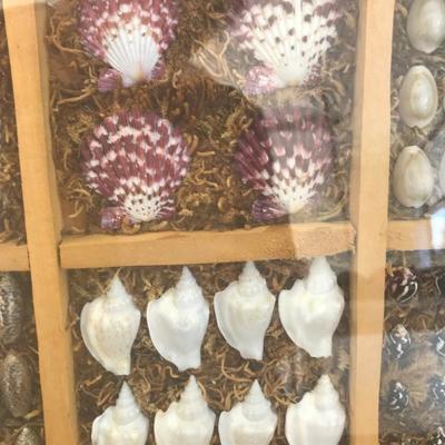 Collection of Shell Display Framed (Item #614)