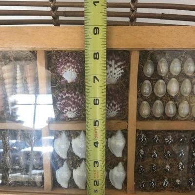 Collection of Shell Display Framed (Item #614)