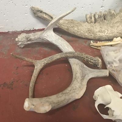 Lot 9 - Collection of Animal Bones and Remains