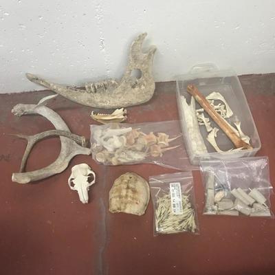 Lot 9 - Collection of Animal Bones and Remains