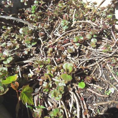 Lot 126: Pair of Concrete Decorative Planters Succulent Plants