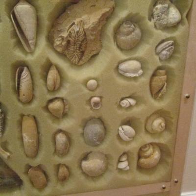 Lot # 1 - Huge display of fossils