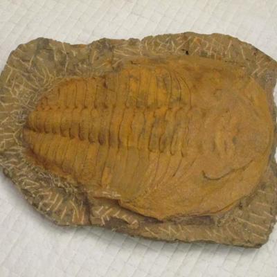 Lot # 2 - Trilobite Fossil