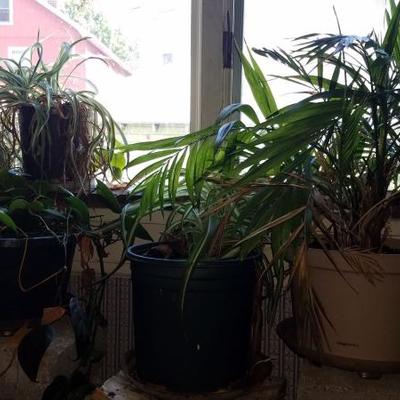 Houseplants and Artwork