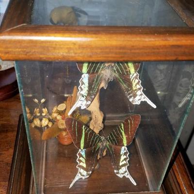 Butterflies and Birds Collectibles See all photos 