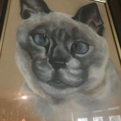 Cat Pictures