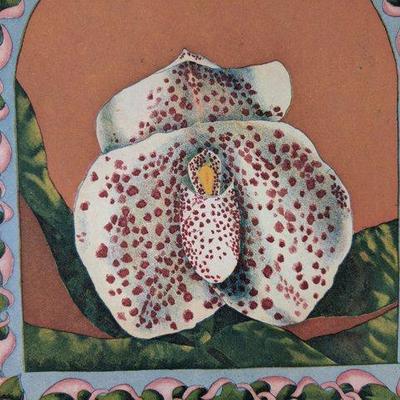 Lot 34: Theodora Varnay Jones Framed Orchid Print 12x 16