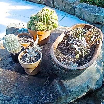 Lot 45: Five Succulent Potted Cactus
