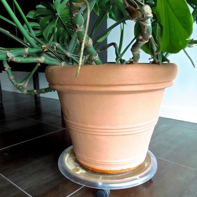 Lot 135: Huge Philodendron Houseplant in Terra Cotta Pot
